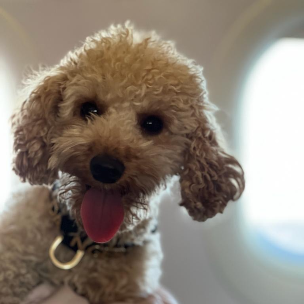 Unknown (null) to Unknown (null) on Air Serbia