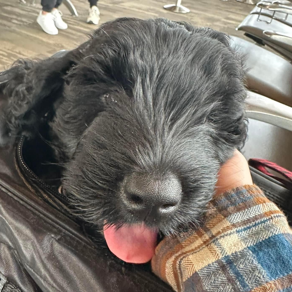 Louis Armstrong New Orleans International Airport (MSY) to Pittsburgh International Airport (PIT) on Spirit Airlines