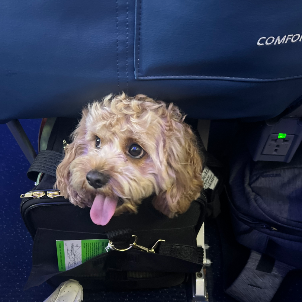 Unknown (null) to San Francisco International Airport (SFO) on Delta Air Lines