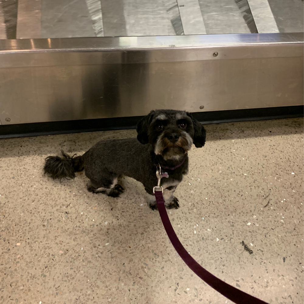 Paris Charles de Gaulle Airport (CDG) to Los Angeles International Airport (LAX) on Air France