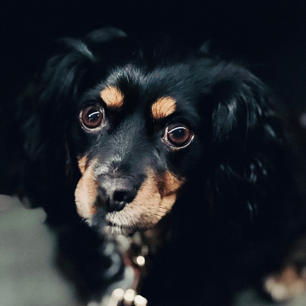 San Francisco International Airport (SFO) to Huntsville International Airport (HSV) on United Airlines