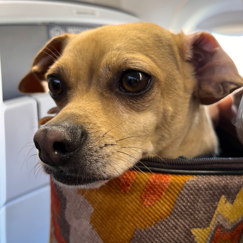 San Francisco International Airport (SFO) to Istanbul Airport (IST) on Turkish Airlines