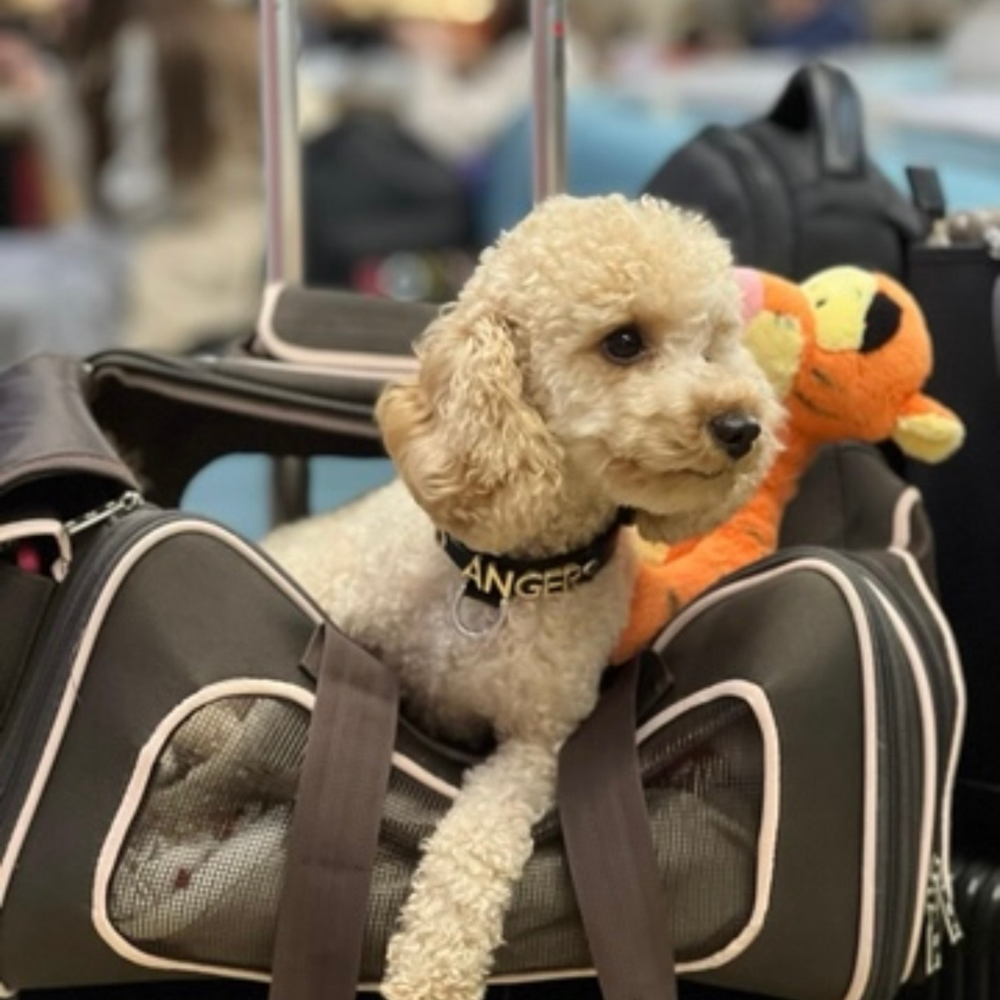 Unknown (null) to Unknown (null) on LOT Polish Airlines