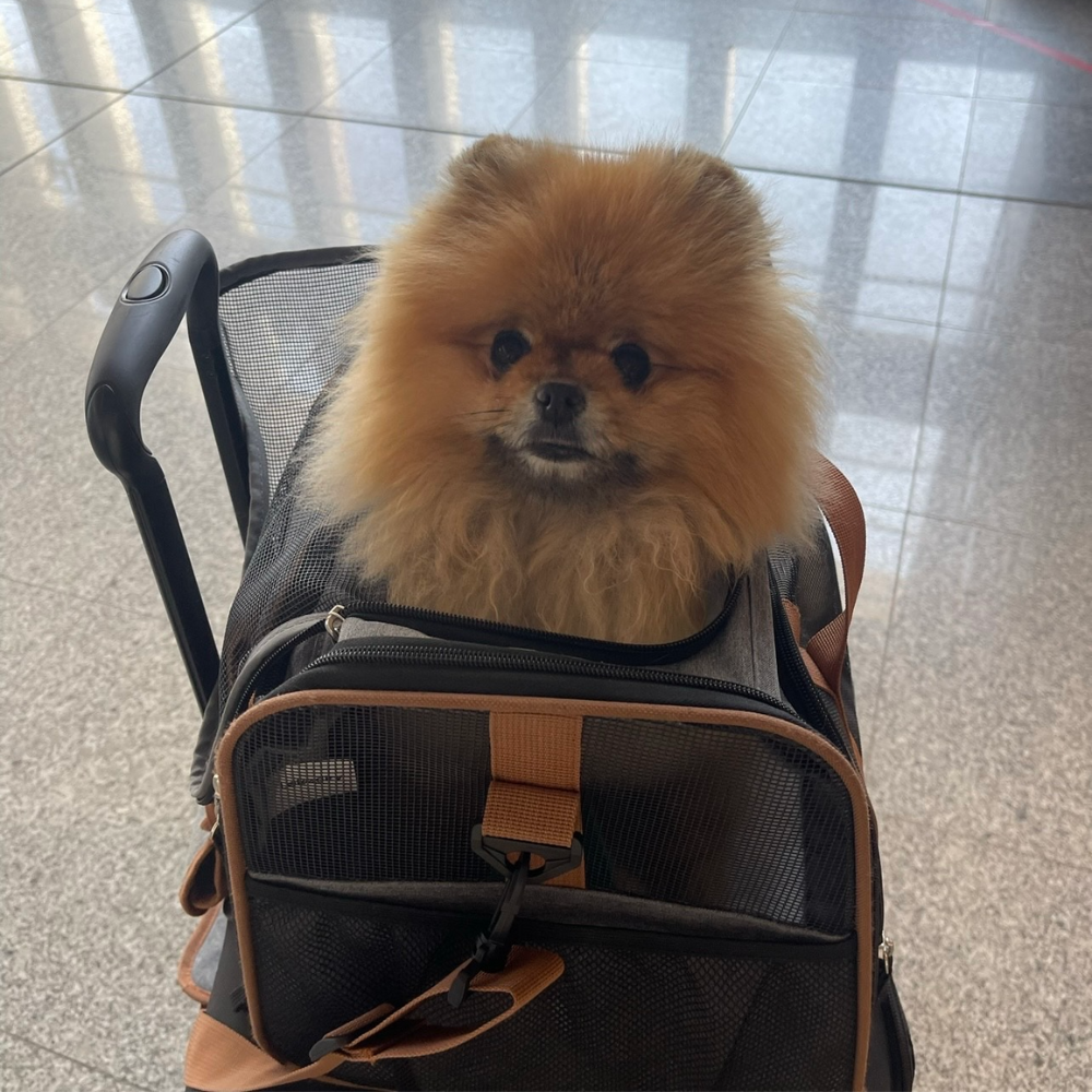 Istanbul Airport (IST) to Milas–Bodrum Airport (BJV) on Turkish Airlines