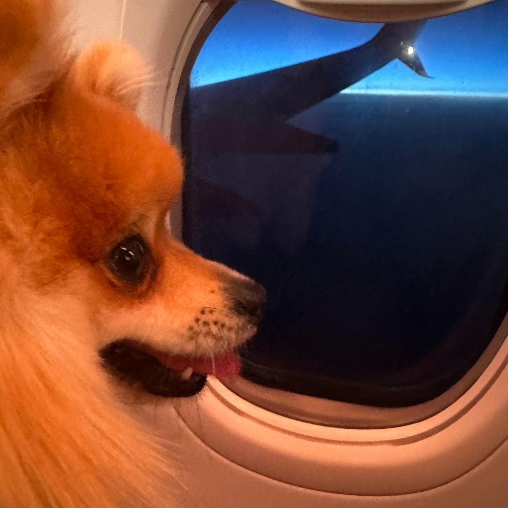 Copenhagen Airport (CPH) to Izmir Adnan Menderes Airport (ADB) on SunExpress