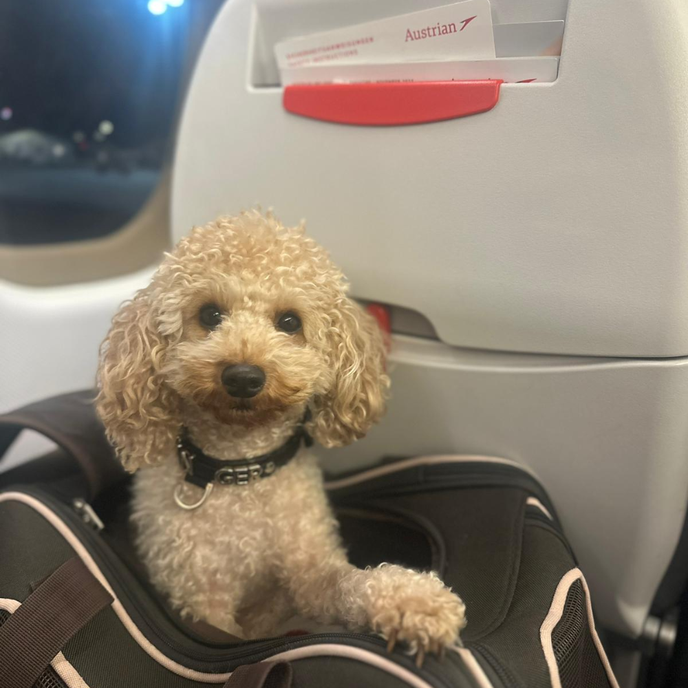 Ben Gurion International Airport (TLV) to Belgrade Nikola Tesla Airport (BEG) on Austrian Airlines