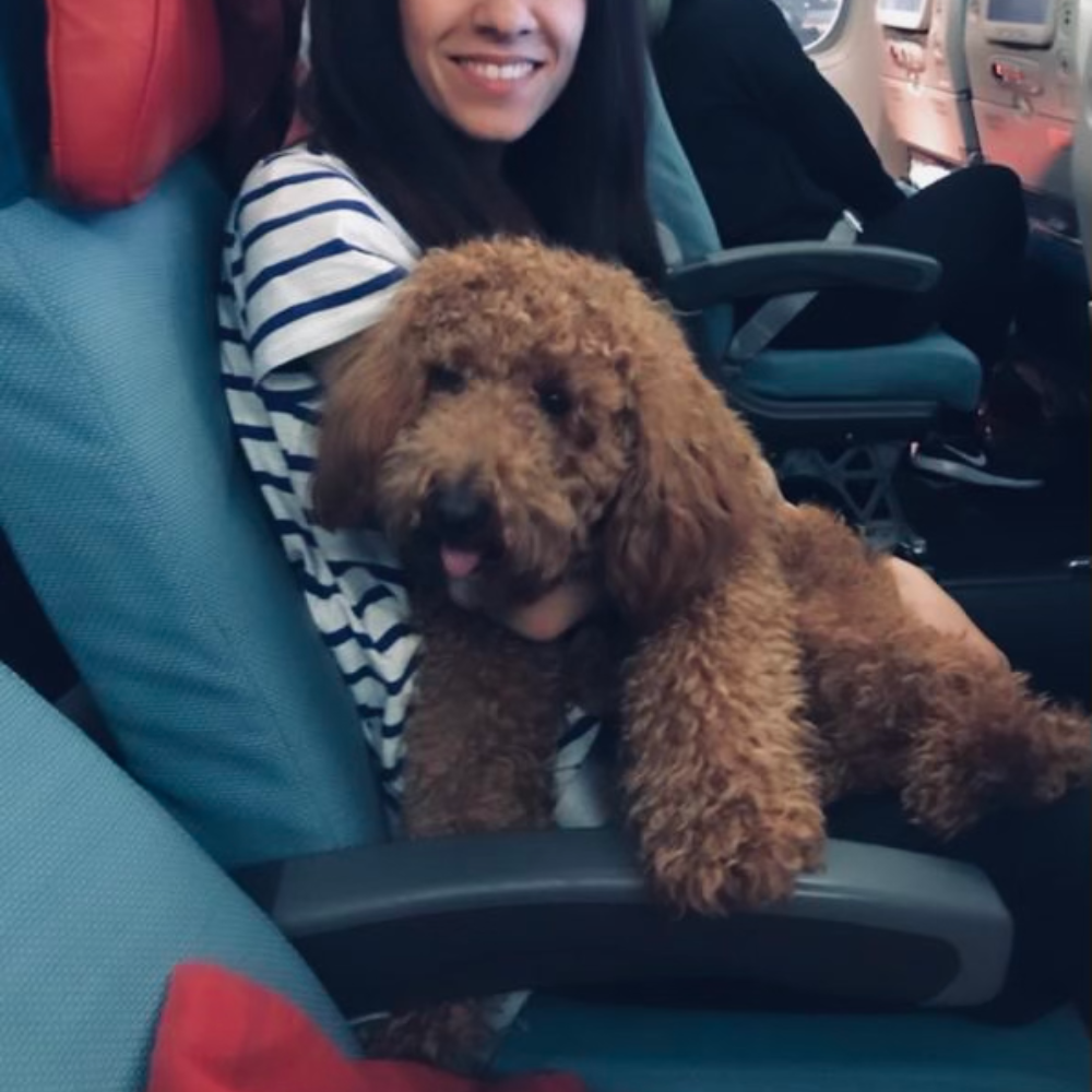 San Francisco International Airport (SFO) to Istanbul Airport (IST) on Turkish Airlines