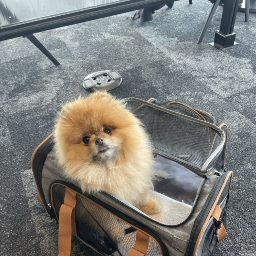 San Francisco International Airport (SFO) to O'Hare International Airport (ORD) on United Airlines