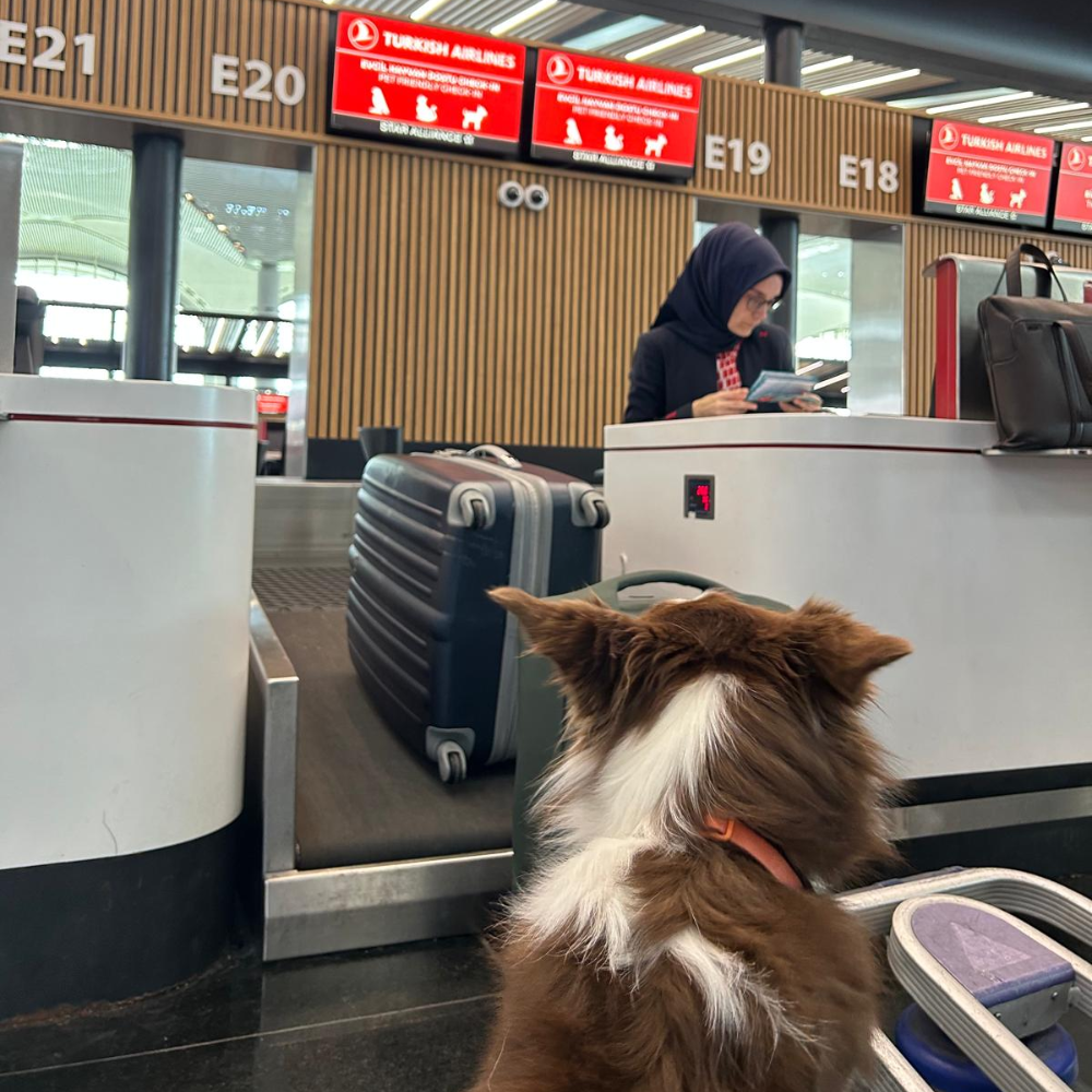 Istanbul Airport (IST) to Heydar Aliyev International Airport (GYD) on Turkish Airlines