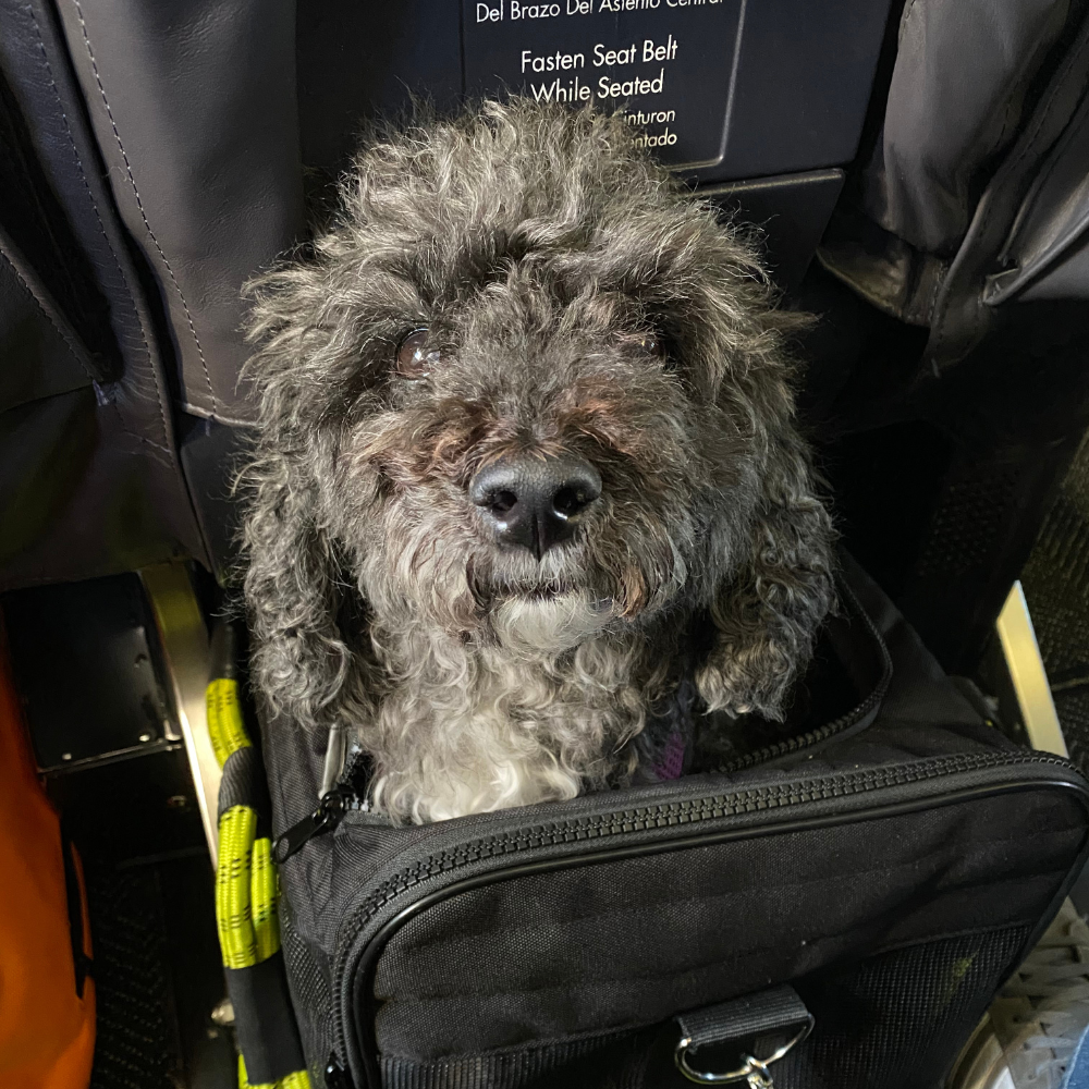 San Francisco International Airport (SFO) to Boston Logan International Airport (BOS) on United Airlines
