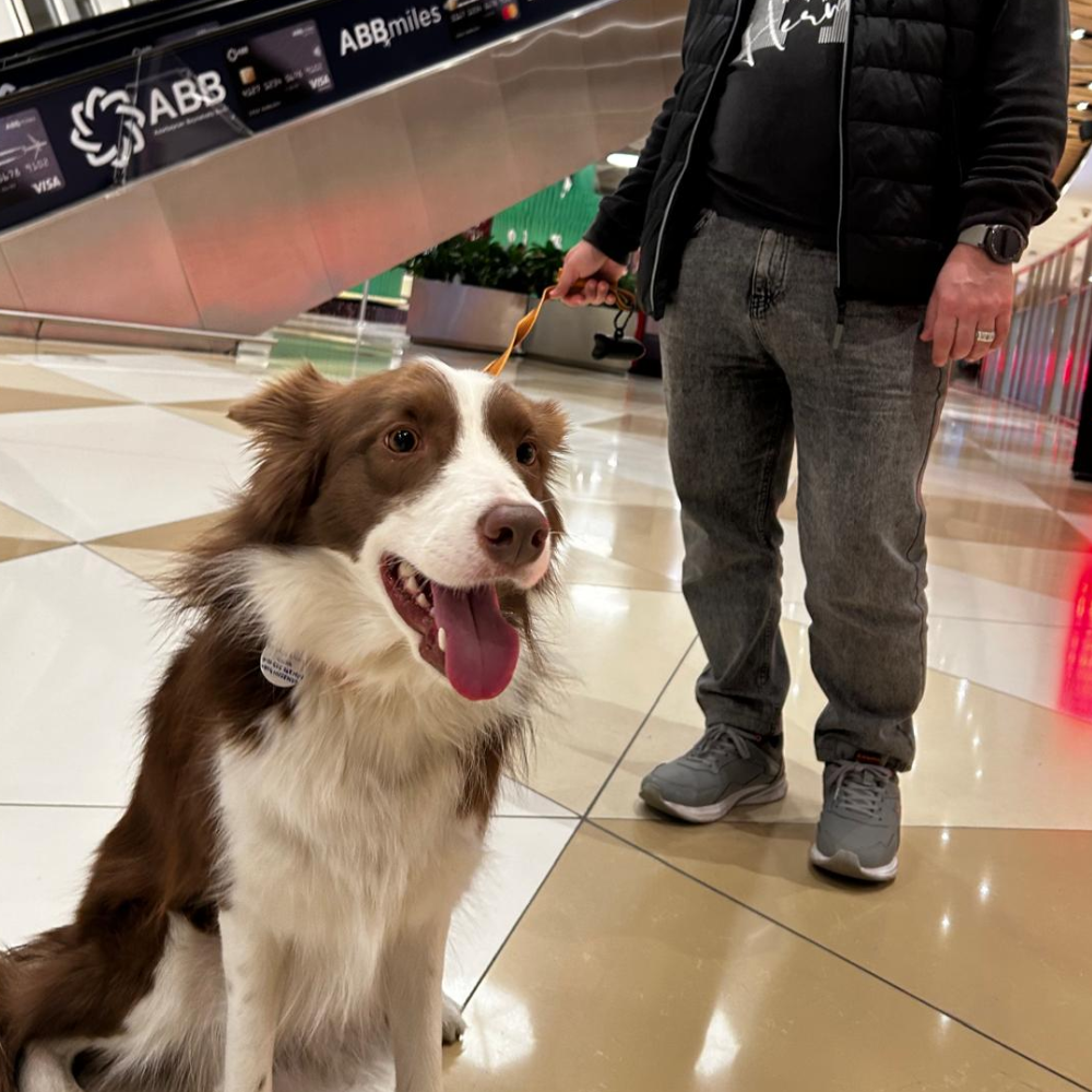 Heydar Aliyev International Airport (GYD) to Istanbul Airport (IST) on Turkish Airlines