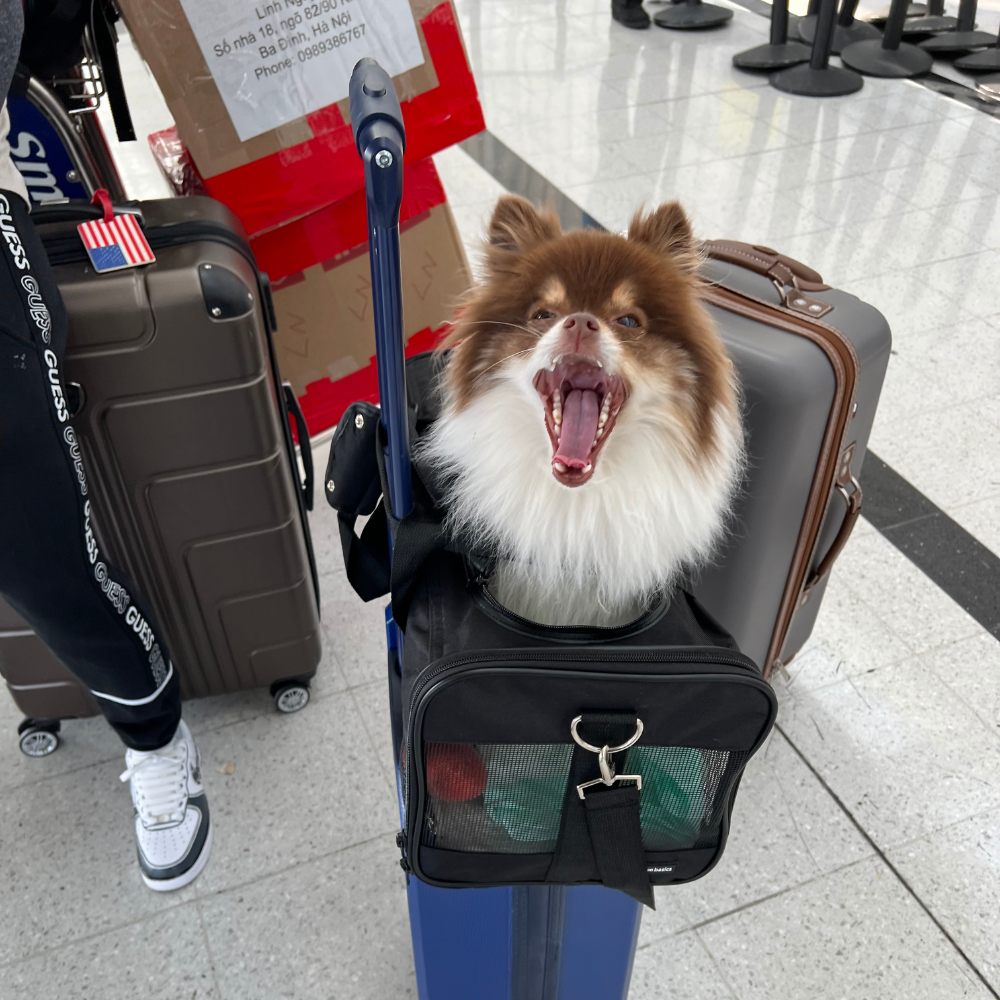 O'Hare International Airport (ORD) to Paris Charles de Gaulle Airport (CDG) on Air France