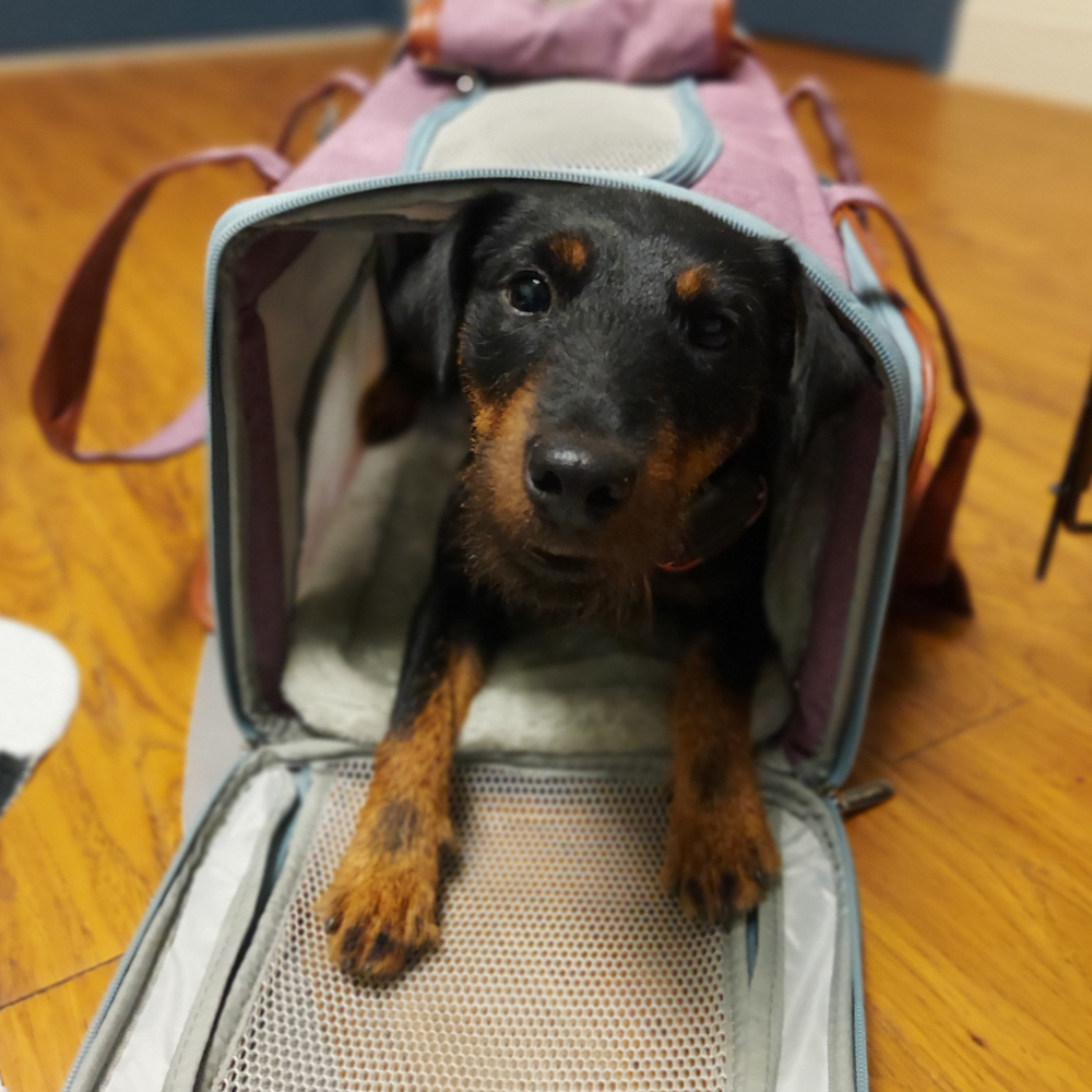 Norfolk International Airport (ORF) to Los Angeles International Airport (LAX) on United Airlines