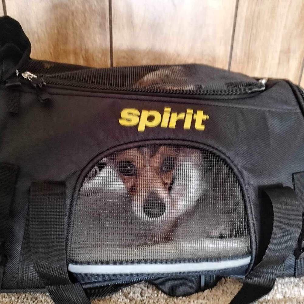 O'Hare International Airport (ORD) to Southwest Florida International Airport (RSW) on Spirit Airlines