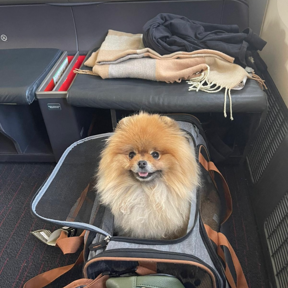 San Francisco International Airport (SFO) to Istanbul Airport (IST) on Turkish Airlines