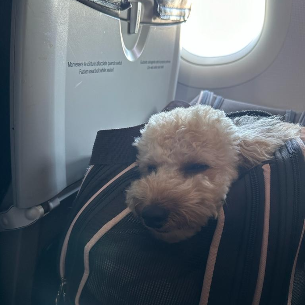 Unknown (null) to Unknown (null) on ITA Airways