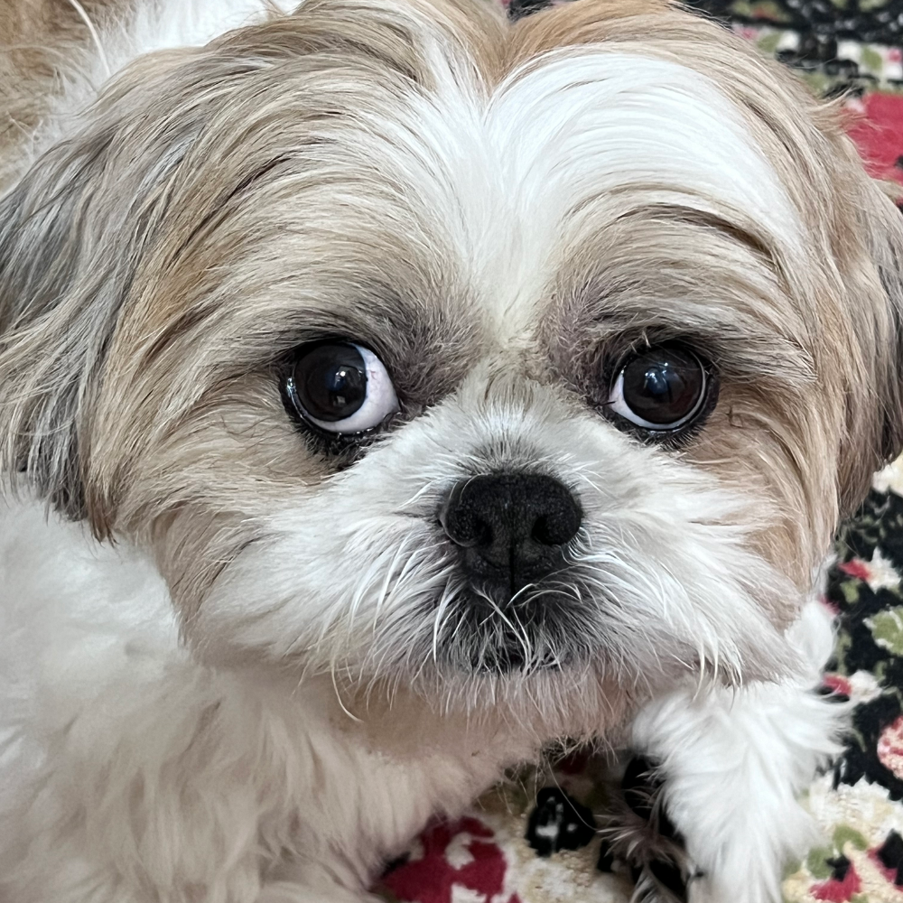 Muscat International Airport (MCT) to Istanbul Airport (IST) on Turkish Airlines