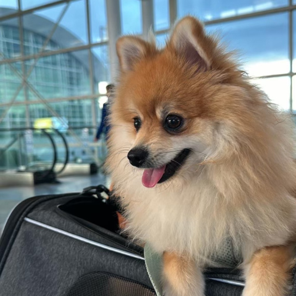 Izmir Adnan Menderes Airport (ADB) to Copenhagen Airport (CPH) on SunExpress