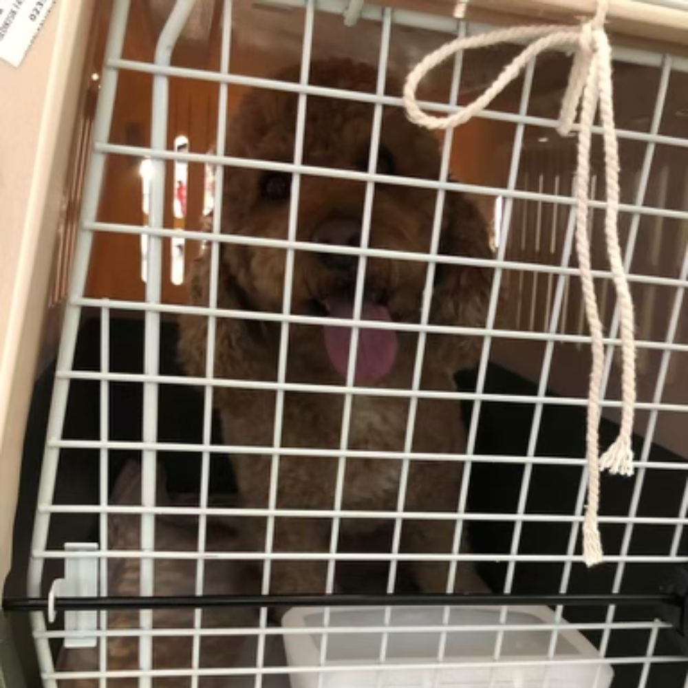 Istanbul Airport (IST) to San Francisco International Airport (SFO) on Turkish Airlines