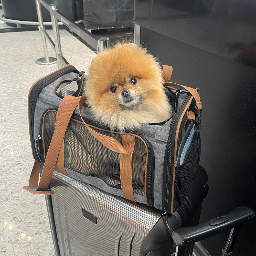 Istanbul Airport (IST) to San Francisco International Airport (SFO) on Turkish Airlines